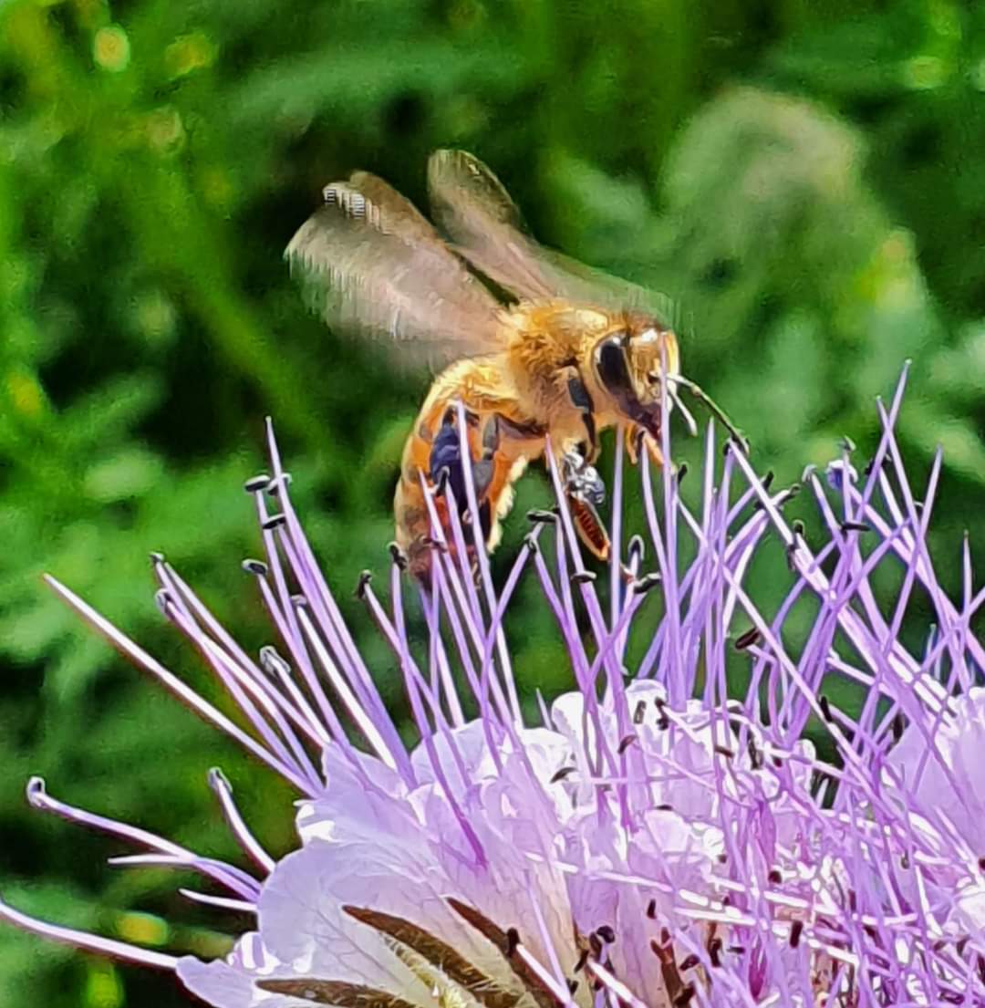 Bi som besöker en blomma för att hämta nektar välkommen till våra bigårdar